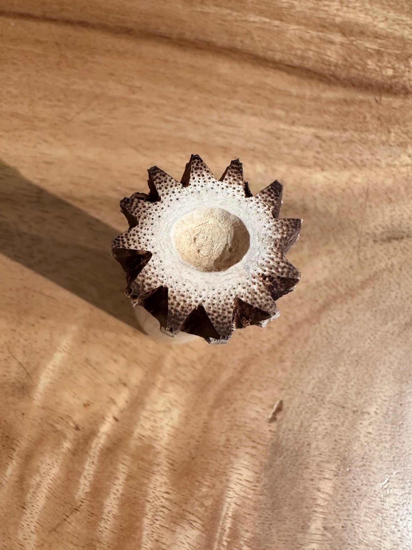 ʻOhe Kāpala Design 7